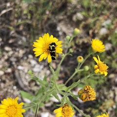 Trichodes peninsularis