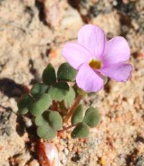 Oxalis punctata