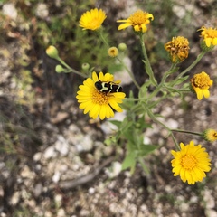 Trichodes peninsularis