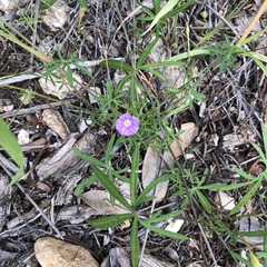 Ipomoea costellata