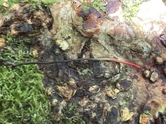 Ophiocordyceps nutans