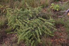 Asparagus rubicundus