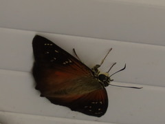 Augiades crinisus