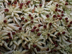 Sphagnum henryense