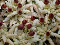 Sphagnum henryense