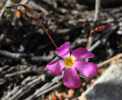 Oxalis leptogramma