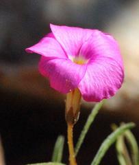 Oxalis leptogramma