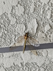 Ascalohybris subjacens