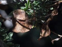 Wiborgia