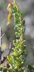 Wiborgia