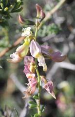 Wiborgia