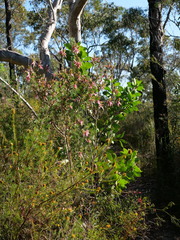 Styphelia triflora