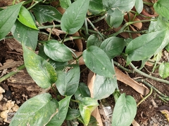 Epipremnum