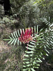 Grevillea caleyi