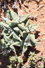 Crassula deltoidea