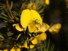 Gompholobium grandiflorum