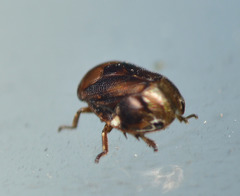 Clastoptera xanthocephala