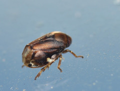 Clastoptera xanthocephala