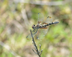 Dythemis fugax