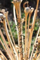 Cyphia digitata digitata