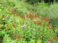 Spiraea salicifolia