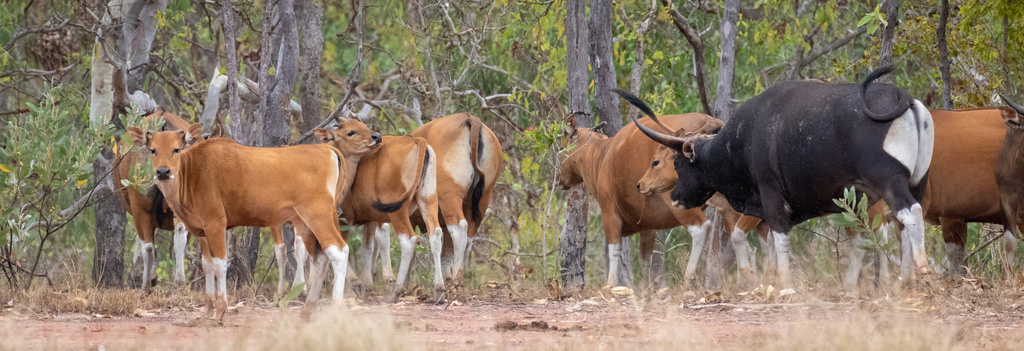 Banteng from Garig Gunak Barlu National Park, Cobourg, NT, AU on July ...