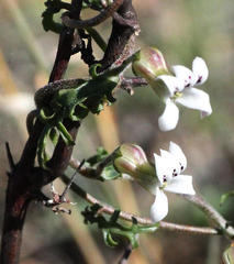 Cyphia digitata digitata