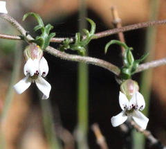 Cyphia digitata digitata