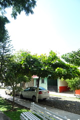 Terminalia kaernbachii