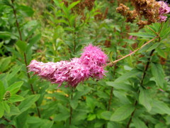 Spiraea salicifolia