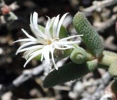 Trichodiadema attonsum