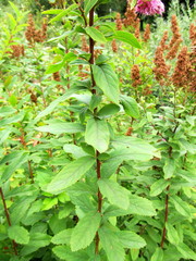 Spiraea salicifolia
