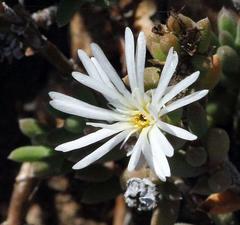 Trichodiadema attonsum