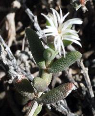 Trichodiadema attonsum