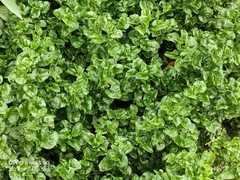 Alternanthera sissoo