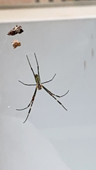 Trichonephila clavata