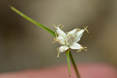 Rhynchospora nivea