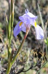 Moraea polystachya