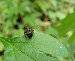 Charagochilus angusticollis