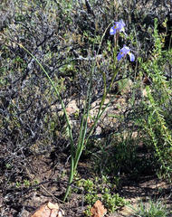Moraea polystachya