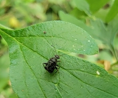 Charagochilus angusticollis
