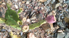 Opuntia stricta stricta