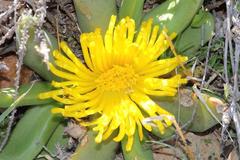 Glottiphyllum