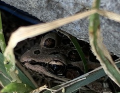 Lithobates palustris