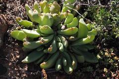 Glottiphyllum