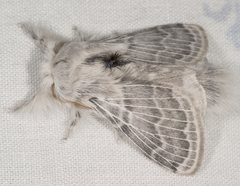 Apotolype brevicrista