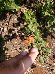 Andricus crystallinus