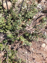 Andricus crystallinus