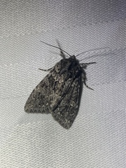 Acronicta impressa