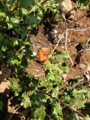 Andricus crystallinus